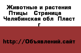 Животные и растения Птицы - Страница 2 . Челябинская обл.,Пласт г.